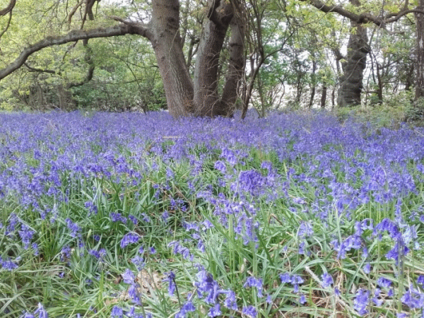 Middleton Bleubell Woods x2